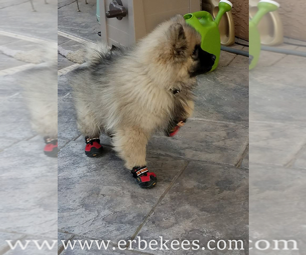 Medium Photo #50 Keeshond Puppy For Sale in FAYETTEVILLE, TN, USA