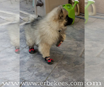Small Photo #50 Keeshond Puppy For Sale in FAYETTEVILLE, TN, USA
