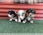 Small #19 Pembroke Welsh Corgi