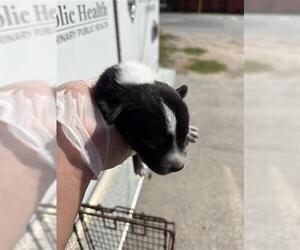 Mutt Dogs for adoption in Houston, TX, USA