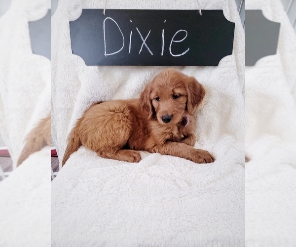 Medium Photo #2 Goldendoodle Puppy For Sale in NORTH VERNON, IN, USA