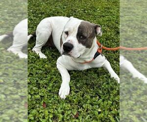American Staffordshire Terrier Dogs for adoption in Fort Lauderdale, FL, USA