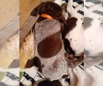 Small Photo #4 German Shorthaired Pointer Puppy For Sale in FORESTON, MN, USA