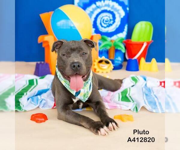 Medium Photo #2 American Pit Bull Terrier-Unknown Mix Puppy For Sale in Conroe, TX, USA