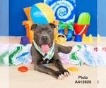 Small #1 American Pit Bull Terrier Mix