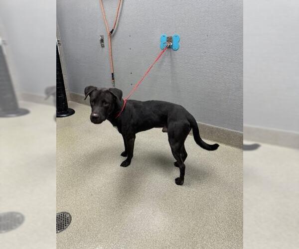 Medium Photo #1 American Pit Bull Terrier-Labrador Retriever Mix Puppy For Sale in Las Vegas, NV, USA