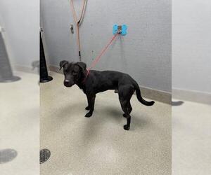 American Pit Bull Terrier-Labrador Retriever Mix Dogs for adoption in Las Vegas, NV, USA