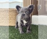 Puppy EMMA French Bulldog