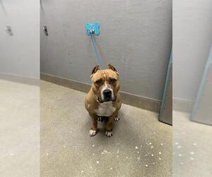 American Bulldog-Unknown Mix Dogs for adoption in Las Vegas, NV, USA