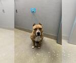 Small American Bulldog Mix