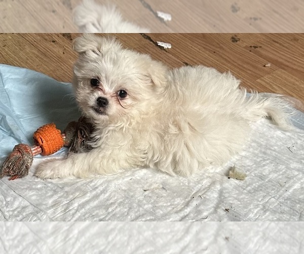 Medium Photo #9 Maltese-Shih Apso Mix Puppy For Sale in INDIANA, PA, USA