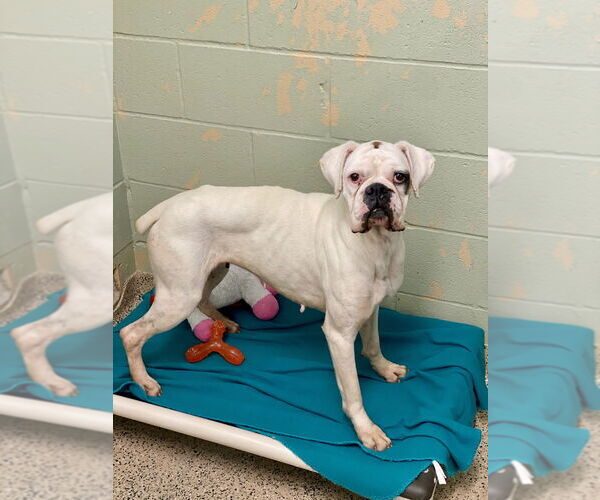 Medium Photo #2 Boxer Puppy For Sale in Austin, TX, USA