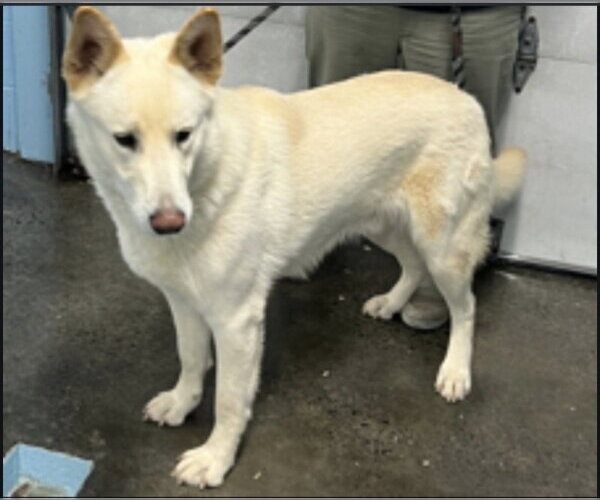 Medium Photo #4 Gerberian Shepsky Puppy For Sale in Winston Salem, NC, USA