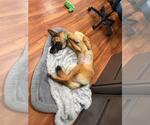 Small #4 German Shepherd Dog Mix