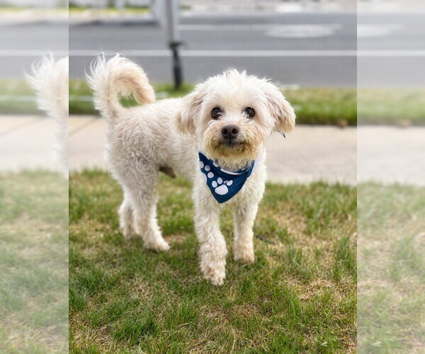 Medium Photo #16 Mutt Puppy For Sale in Salt Lake City, UT, USA