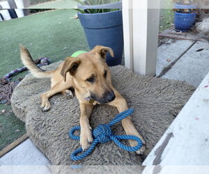 German Shepherd Dog Dogs for adoption in Cupertino, CA, USA