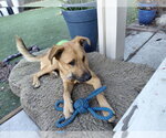 Chester - Male German Shepherd Dog Dog for Adoption - Small photo