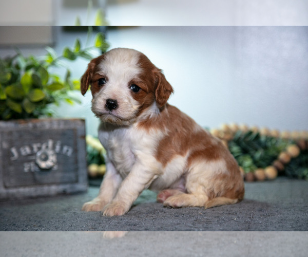 Medium Photo #2 Cavapoo (Miniature) Puppy For Sale in CAMDEN, MI, USA