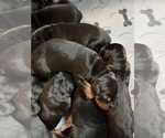 Small #9 Doberman Pinscher