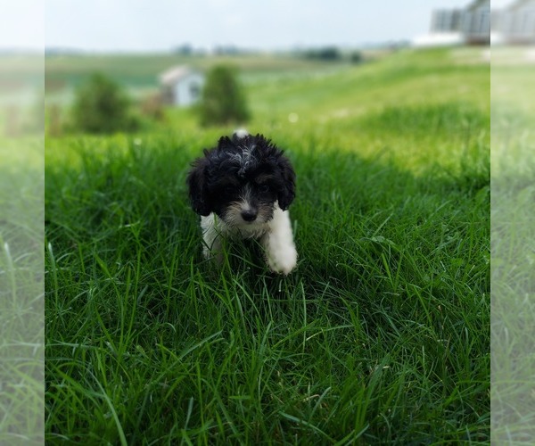 Medium Photo #4 Cavapoo Puppy For Sale in FRYTOWN, IA, USA