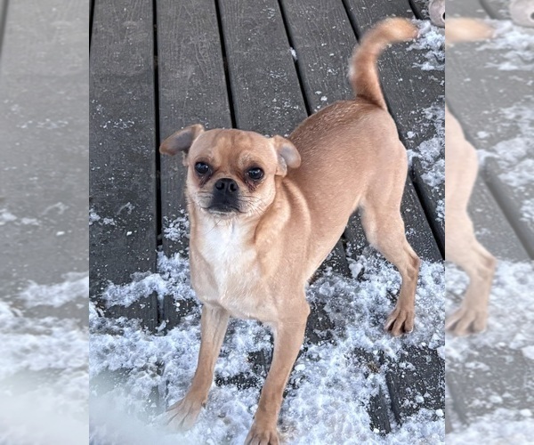 Medium Photo #1 Carlin Pinscher Puppy For Sale in COBB, WI, USA