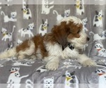 Small #6 Aussiedoodle