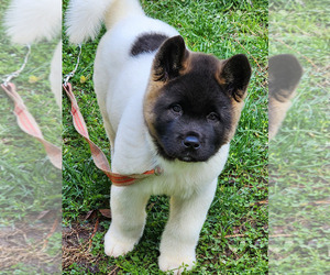 Akita Puppy for sale in ZEBULON, NC, USA
