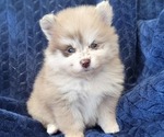 Small Pomeranian