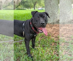 Mutt Dogs for adoption in Pompano Beach , FL, USA