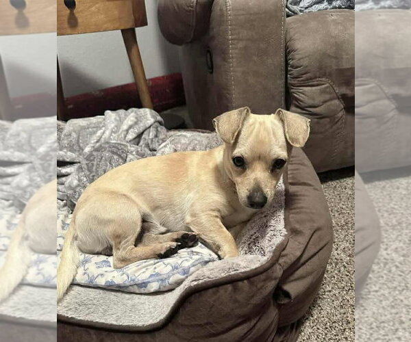 Medium Photo #1 Jack Chi Puppy For Sale in Princeton, MN, USA