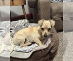 Bagel *Arriving 2/20* - Male Jack Chi Dog for Adoption - Small photo