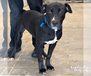 Labrador Retriever-Retriever  Mix Dogs for adoption in Washington, DC, USA