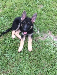 German Shepherd Dog Puppy for sale in WEST COLUMBIA, SC, USA