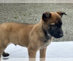 Puppy Puppy 2 Belgian Malinois