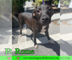 Small #4 Labrador Retriever Mix