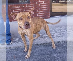 American Pit Bull Terrier-Labrador Retriever Mix Dogs for adoption in The Woodlands, TX, USA
