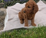 Small Photo #35 Irish Doodle Puppy For Sale in GOSHEN, IN, USA