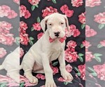 Small Photo #2 Dogo Argentino Puppy For Sale in QUARRYVILLE, PA, USA