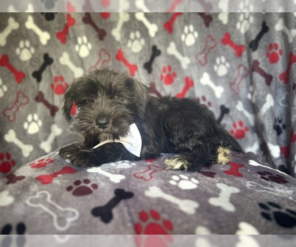 Medium Photo #5 Schnauzer (Miniature) Puppy For Sale in LAKELAND, FL, USA