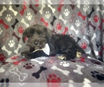 Small #4 Schnauzer (Miniature)