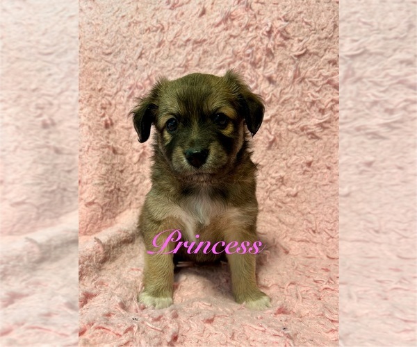 Medium Photo #7 Miniature Australian Shepherd-Mutt Mix Puppy For Sale in WACO, TX, USA