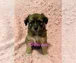 Small Photo #7 Miniature Australian Shepherd-Mutt Mix Puppy For Sale in WACO, TX, USA