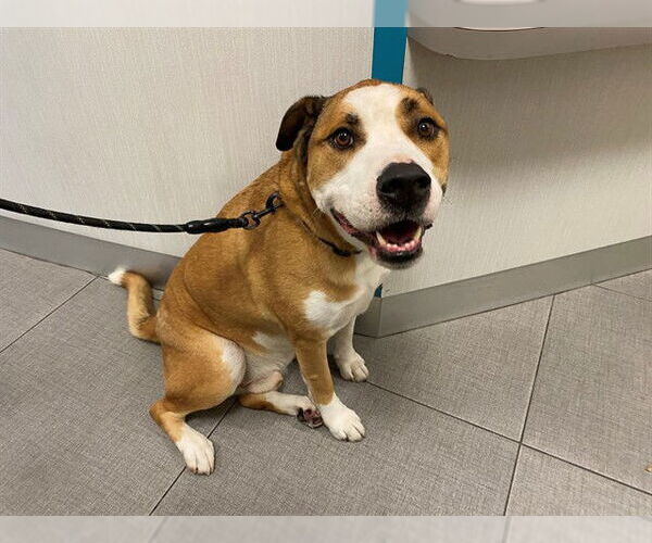 Medium Photo #1 Boxer-Unknown Mix Puppy For Sale in Rancho Cucamonga, CA, USA