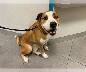 Boxer-Unknown Mix Dogs for adoption in Rancho Cucamonga, CA, USA