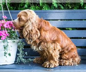 Mother of the Cocker Spaniel puppies born on 07/27/2026