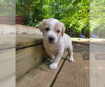 Small #1 Shepweiller
