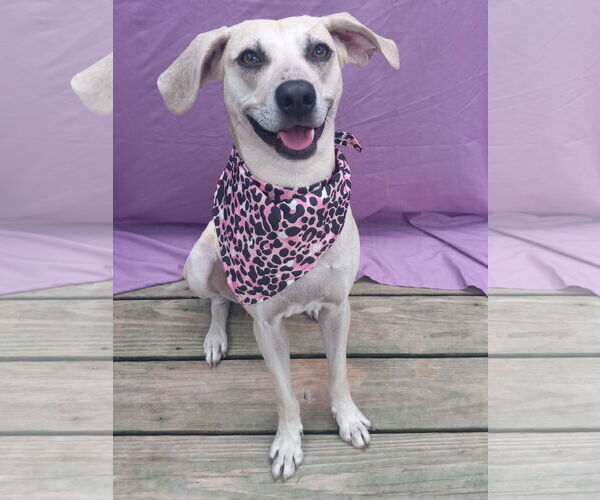 Medium Photo #13 Labrador Retriever-Unknown Mix Puppy For Sale in Murfreesboro, NC, USA