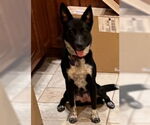 Small #3 Mutt