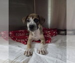 Small #1 Boxer Mix
