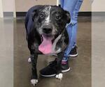Small #2 Catahoula Leopard Dog-Labrador Retriever Mix